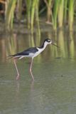 Black-necked Stilt, Himantopus mexicanus