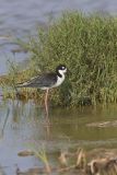 Black-necked Stilt, Himantopus mexicanus