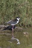 Black-necked Stilt, Himantopus mexicanus