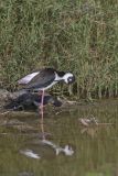 Black-necked Stilt, Himantopus mexicanus
