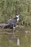 Black-necked Stilt, Himantopus mexicanus
