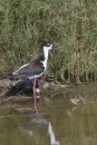 Black-necked Stilt, Himantopus mexicanus