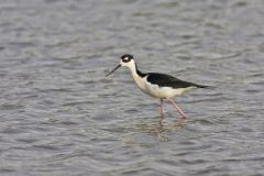 Black-necked Stilt, Himantopus mexicanus