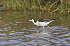Black-necked Stilt, Himantopus mexicanus