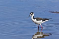Black-necked Stilt, Himantopus mexicanus