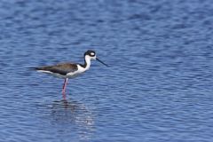 Black-necked Stilt, Himantopus mexicanus