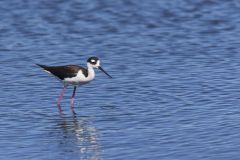 Black-necked Stilt, Himantopus mexicanus