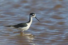 Black-necked Stilt, Himantopus mexicanus