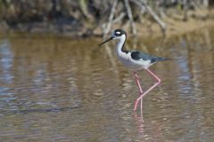 Black-necked Stilt, Himantopus mexicanus