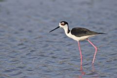 Black-necked Stilt, Himantopus mexicanus