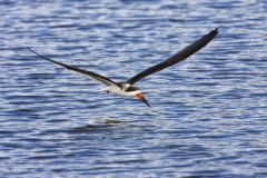 Black Skimmer, Rynchops niger
