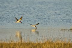 Black Skimmer, Rynchops niger