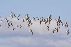 Black Skimmer, Rynchops niger