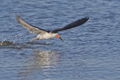 Black Skimmer, Rynchops niger