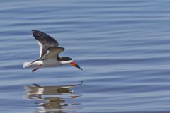 Black Skimmer, Rynchops niger