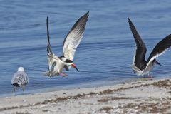 Black Skimmer, Rynchops niger