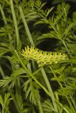 Black Swallowtail, Papilio polyxenes