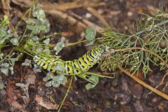 Black Swallowtail, Papilio polyxenes