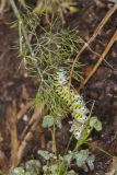 Black Swallowtail, Papilio polyxenes
