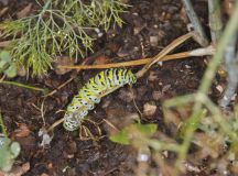 Black Swallowtail, Papilio polyxenes