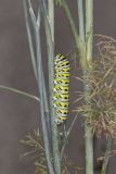 Black Swallowtail, Papilio polyxenes