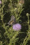 Black Swallowtail, Papilio polyxenes