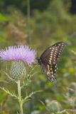 Black Swallowtail, Papilio polyxenes