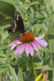 Pipevine Swallowtail, Battus philenor