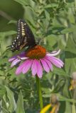 Black Swallowtail, Papilio polyxenes