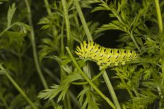 Black Swallowtail, Papilio polyxenes