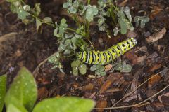 Black Swallowtail, Papilio polyxenes