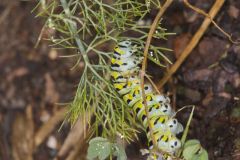 Black Swallowtail, Papilio polyxenes