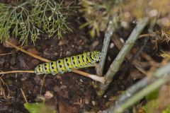 Black Swallowtail, Papilio polyxenes