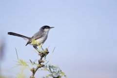 Black-tailed Gnatcatcher, Polioptila melanura