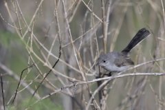 Black-tailed Gnatcatcher, Polioptila melanura