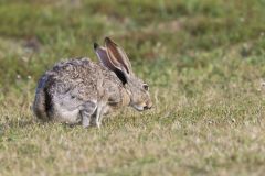 Black-tailed Jackrabbit, Lepus californicus