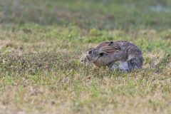 Black-tailed Jackrabbit, Lepus californicus