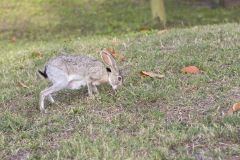 Black-tailed Jackrabbit, Lepus californicus