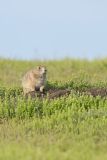 Black-tailed Prairie Dog, Cynomys ludovicianus