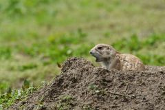 Black-tailed Prairie Dog, Cynomys ludovicianus