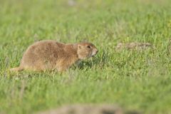 Black-tailed Prairie Dog, Cynomys ludovicianus