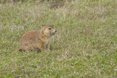 Black-tailed Prairie Dog, Cynomys ludovicianus