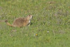 Black-tailed Prairie Dog, Cynomys ludovicianus