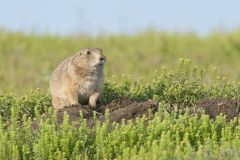 Black-tailed Prairie Dog, Cynomys ludovicianus