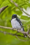 Black-throated Blue Warbler, Setophaga caerulescens