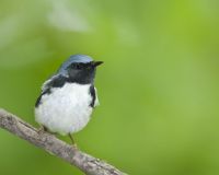 Black-throated Blue Warbler, Setophaga caerulescens