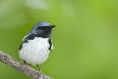 Black-throated Blue Warbler, Setophaga caerulescens