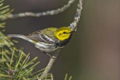Black-throated Green Warbler, Setophaga virens