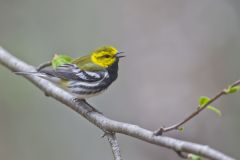 Black-throated Green Warbler, Setophaga virens