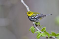 Black-throated Green Warbler, Setophaga virens